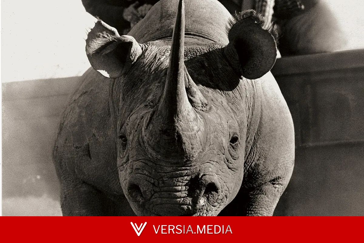 El libro que retrata el fin de la vida salvaje en África