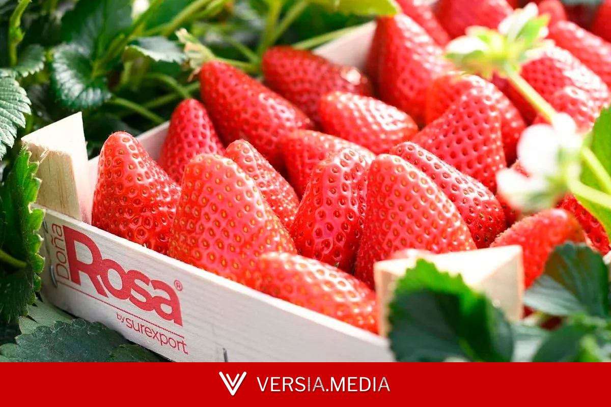 Alantra prepara la venta del grupo de frutos rojos Surexport