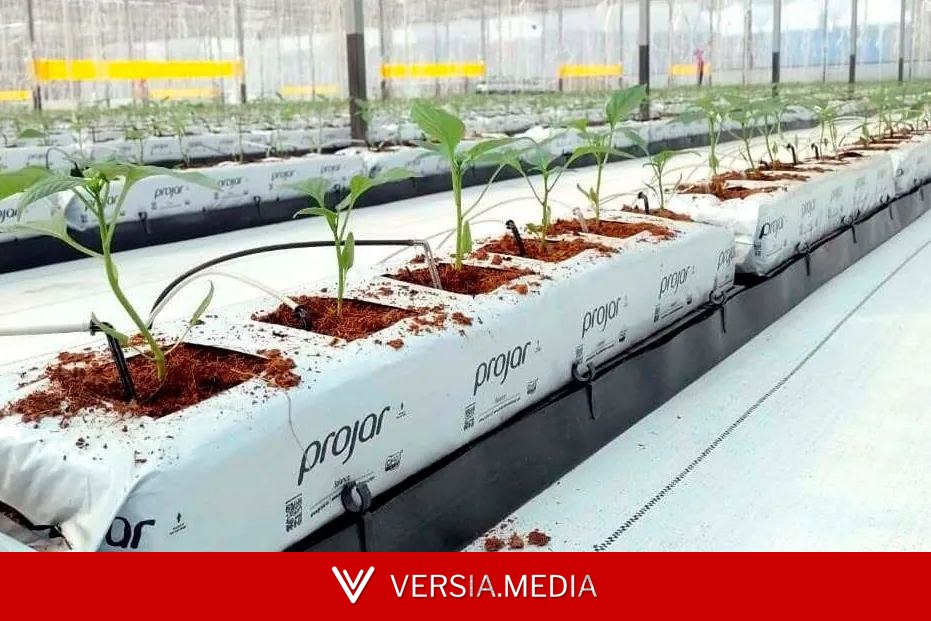 El grupo de sustratos Projar encarga a EY buscar un comprador